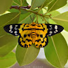 False Tiger Moth (Day-Flying Moth)