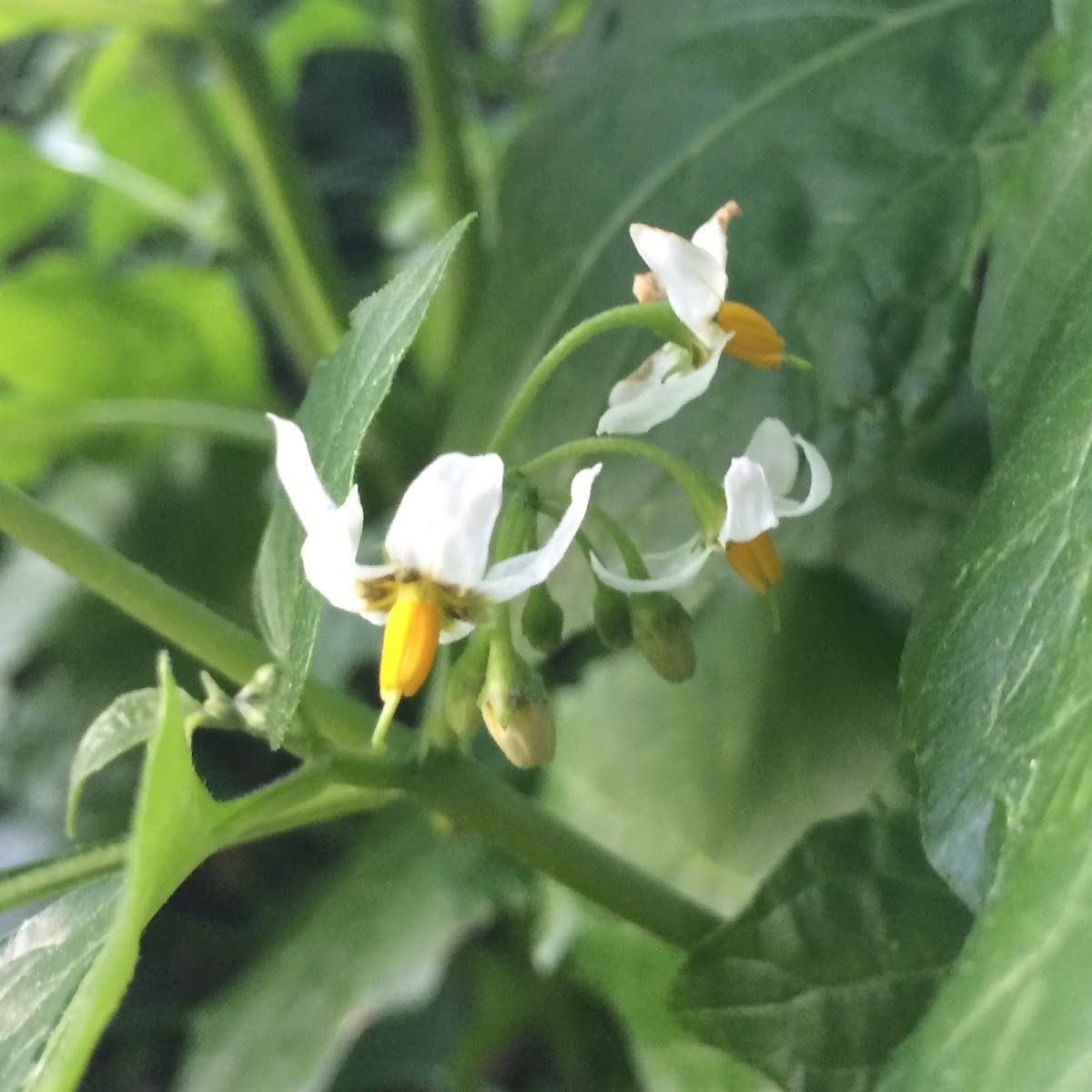 Greenspot Nightshade