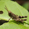 Grasshopper