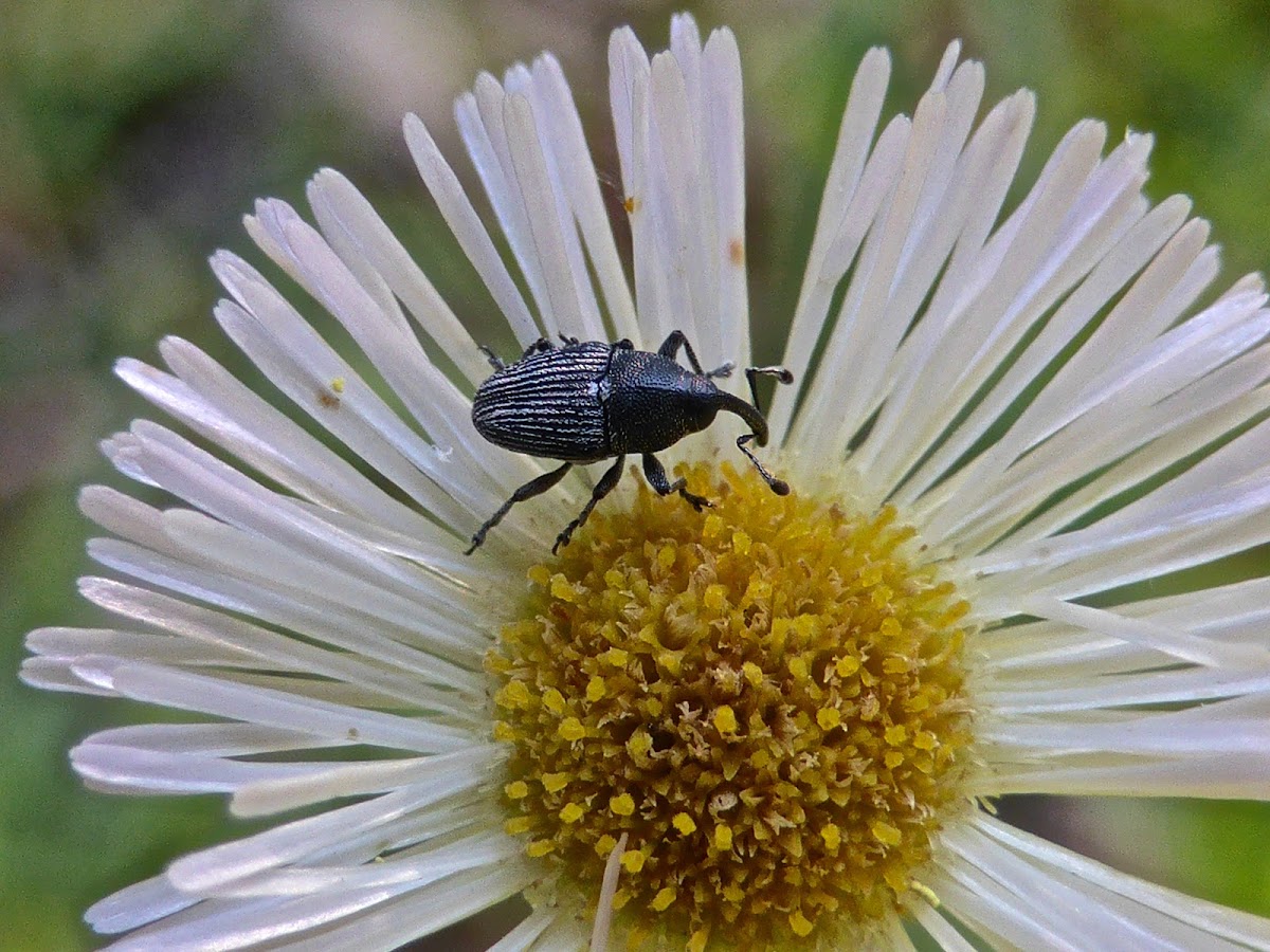 Flower Weevil