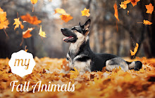 My Fall Animals HD Wallpapers New Tab small promo image