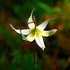 Giant White/Oregon Fawn-Lily