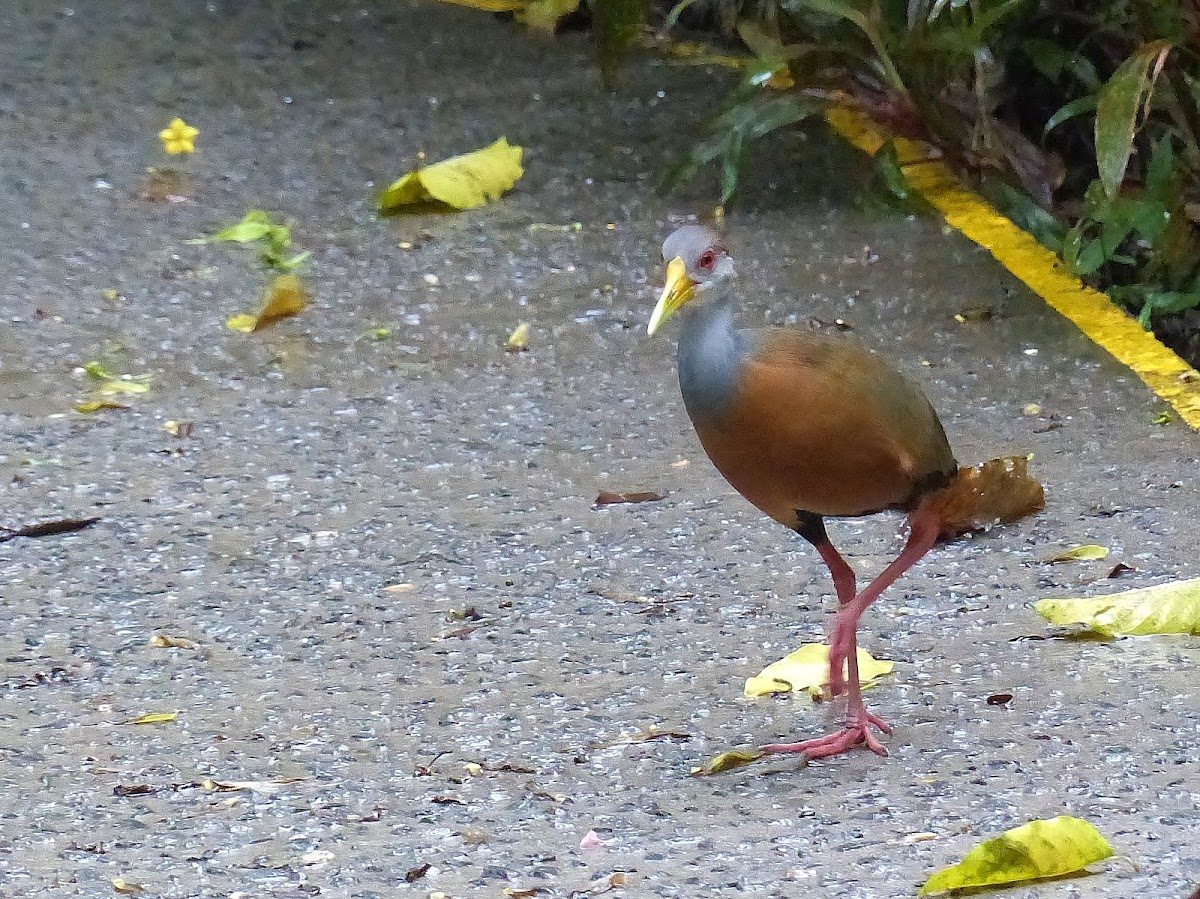 Grey-necked wood rail