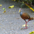 Grey-necked wood rail