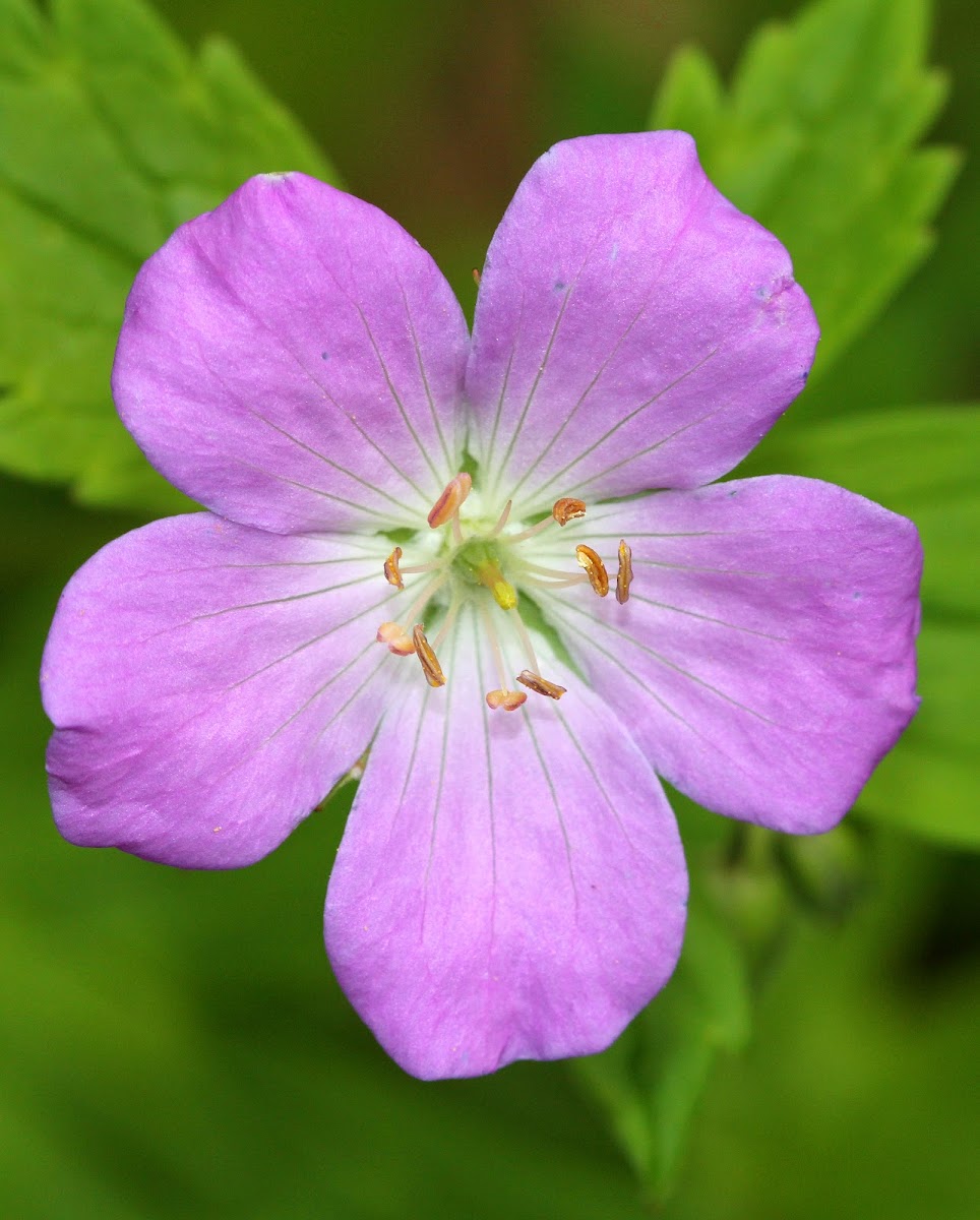 Wild Geranium