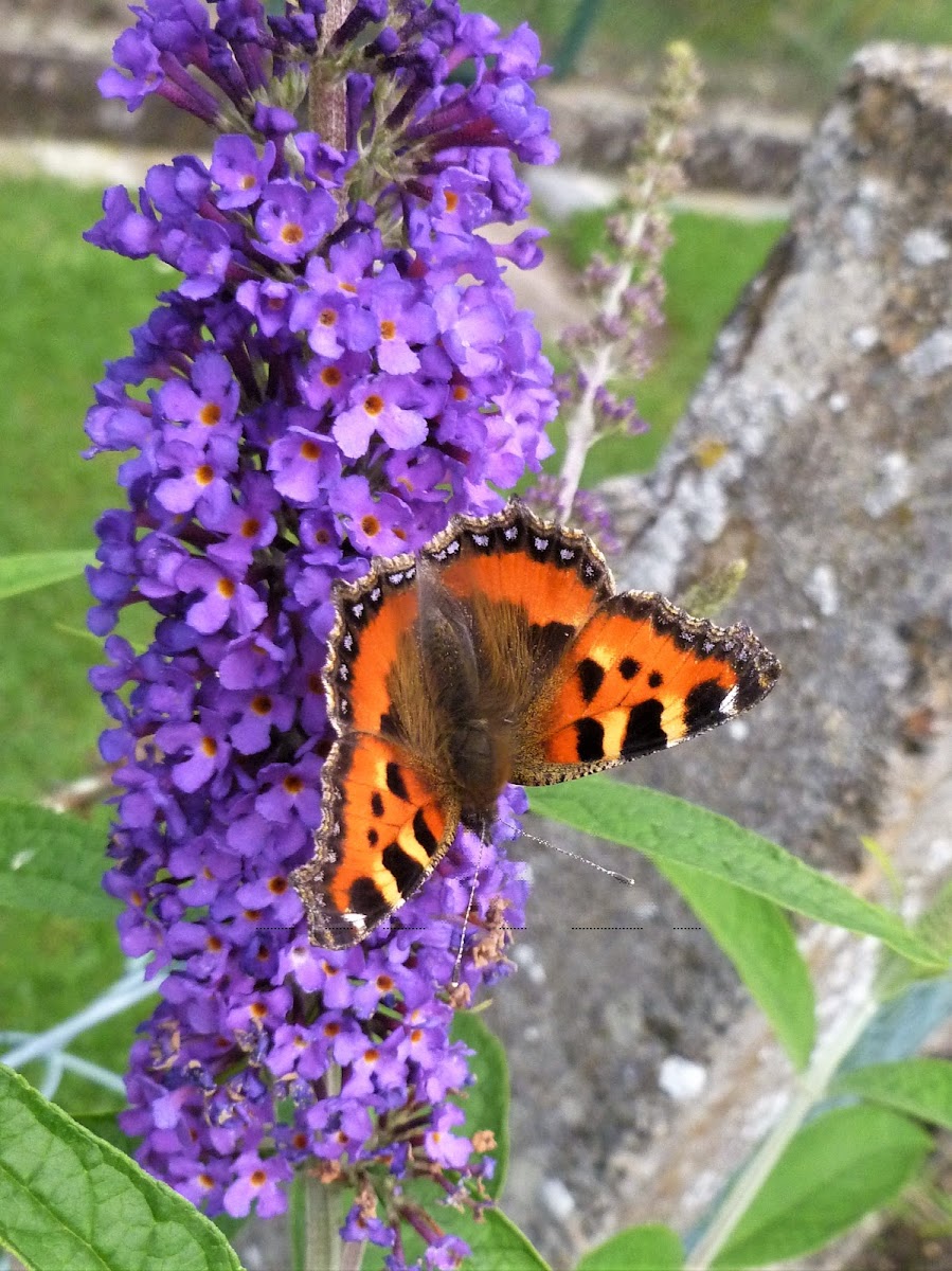 Small tortoiseshell