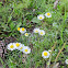 Fleabane