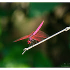 Trithemis aurora -male 曉褐蜻