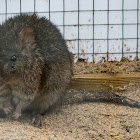 Long-nosed Potoroo