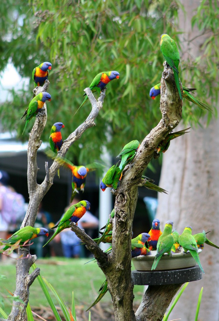Australian Parrots di TARAS29