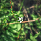 Marsh Bellflower