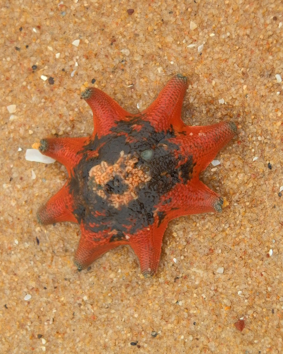 Carpet Seastar