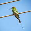 Green Bee Eater