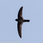 Glossy Swiftlet