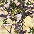 Sardinian Warbler; Curruca Cabicinegra