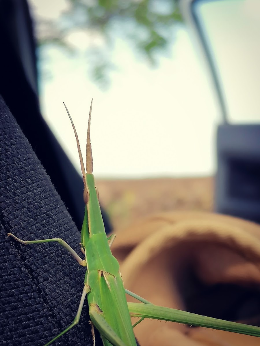 Cone-headed grasshopper