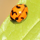 Transverse Ladybird