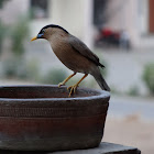 Brahminy Myna (Starling)