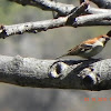 Russet Sparrow