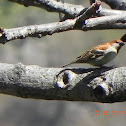 Russet Sparrow