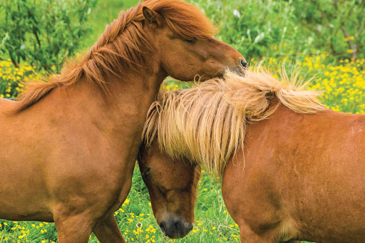 Observe and interact with Icelandic horses while on your Lindblad Expeditions tour of Iceland.