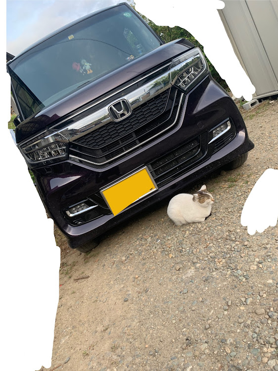 Nボックスカスタムのコロナが早く終息しますように・愛車と猫ちゃん・家出猫・ペヤングシリーズ・ちょっとカメ活に関するカスタム事例の投稿画像1枚目