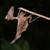 Dead leaf mantis