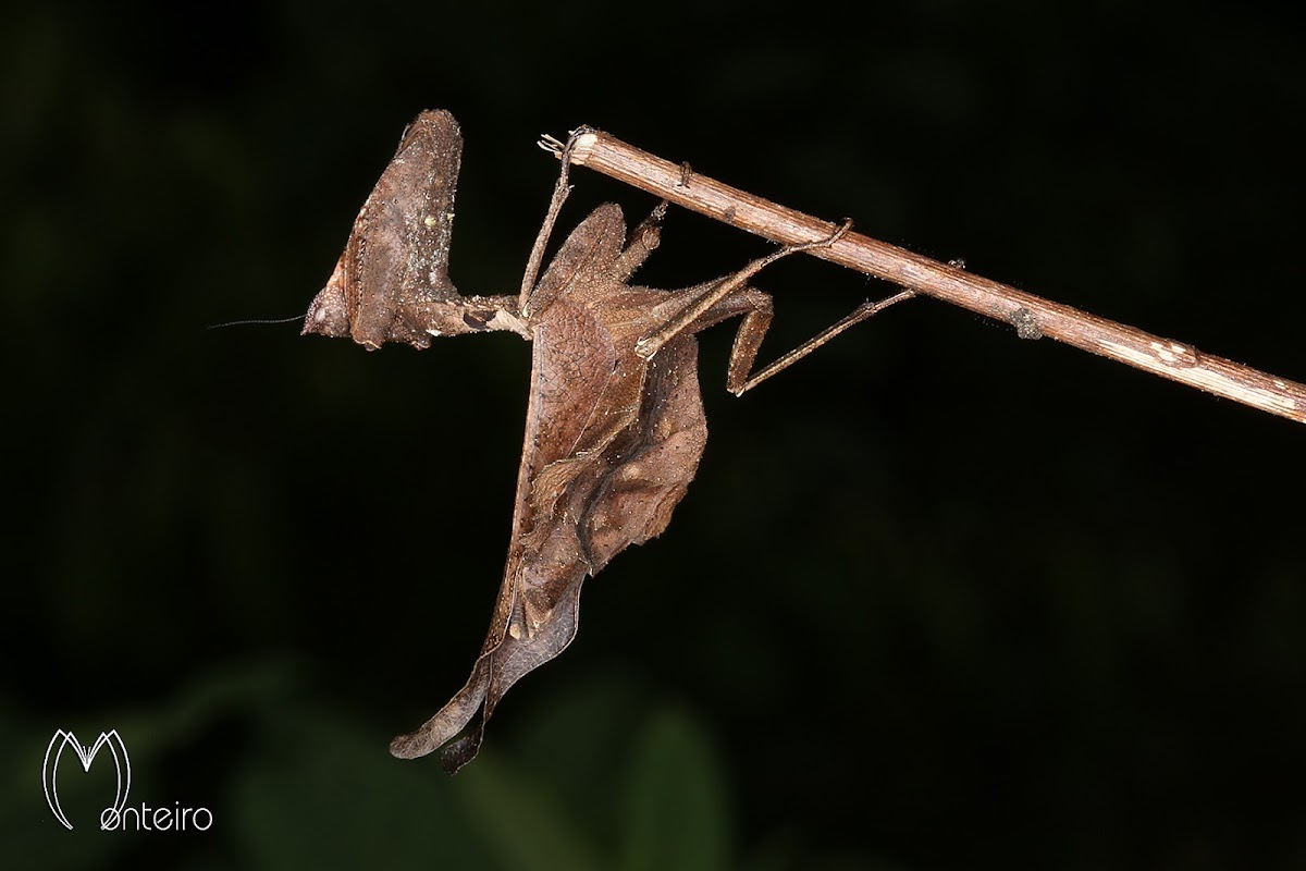 Dead leaf mantis