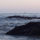 Harbor Seal