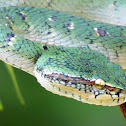 Wagler's Pit Viper