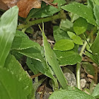 Pyrgomorphid Grasshopper