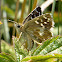 Skipper Butterfly ID?