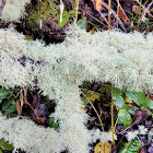 Beard lichen