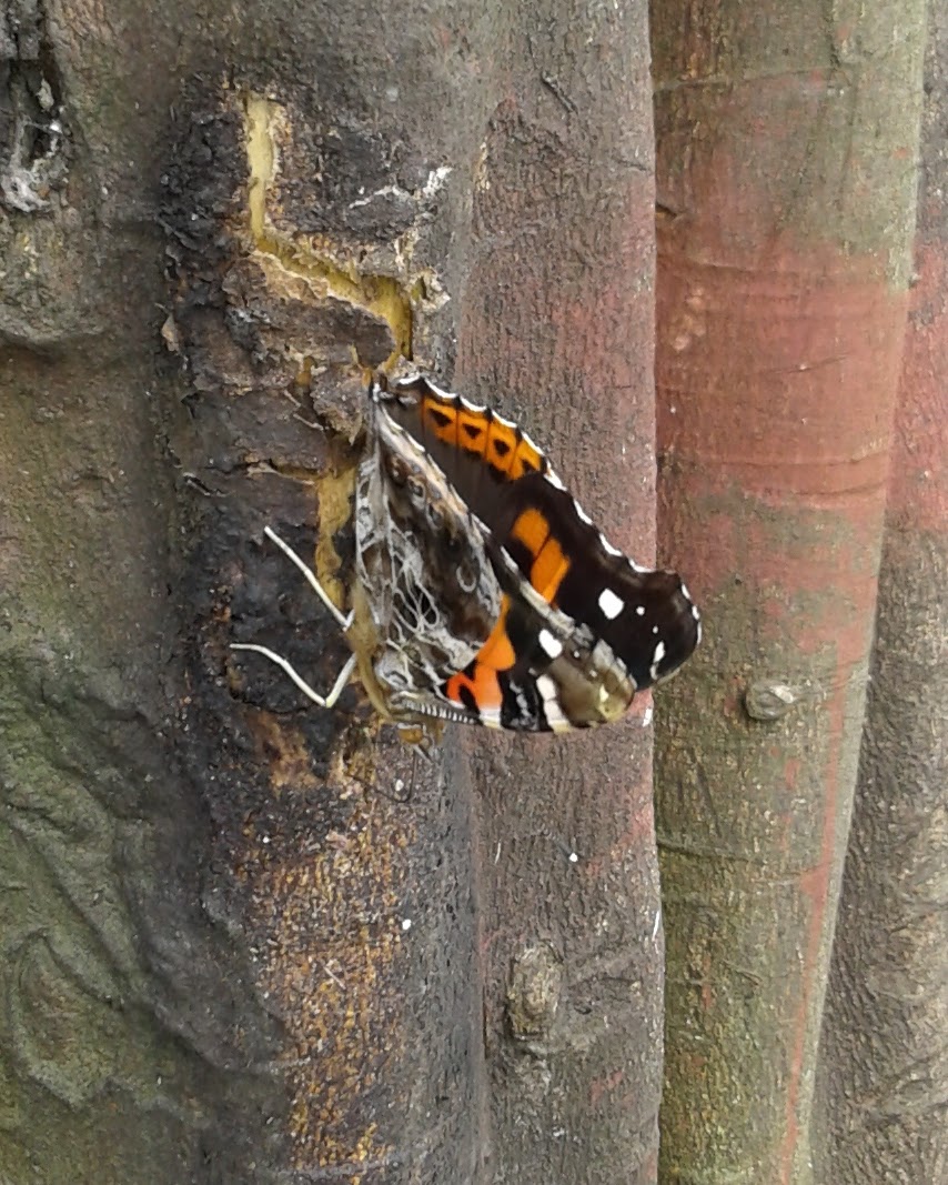 Indian Red Admiral