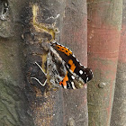 Indian Red Admiral