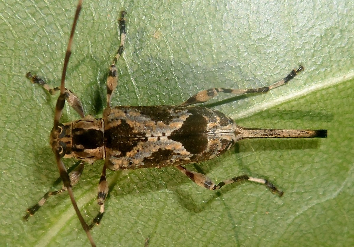 Longhorn beetle