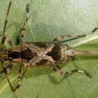 Longhorn beetle