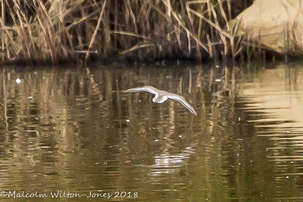 Common Sandpiper