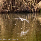 Common Sandpiper