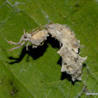 Uloborus sp.