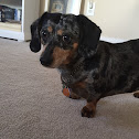 Dapple Dachshund