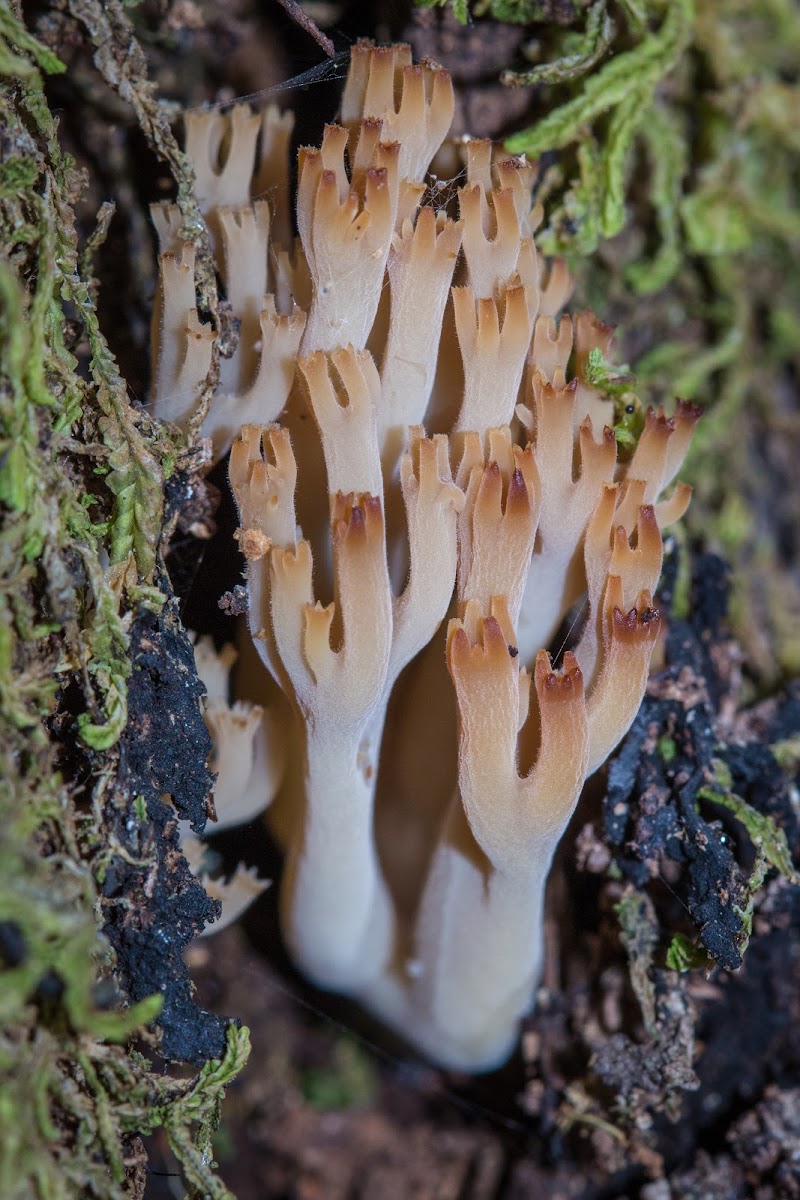 Coral Fungi