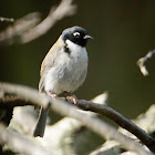 Black-headed Honeyeater