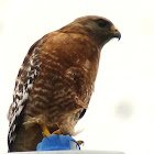 Red Shouldered Hawk