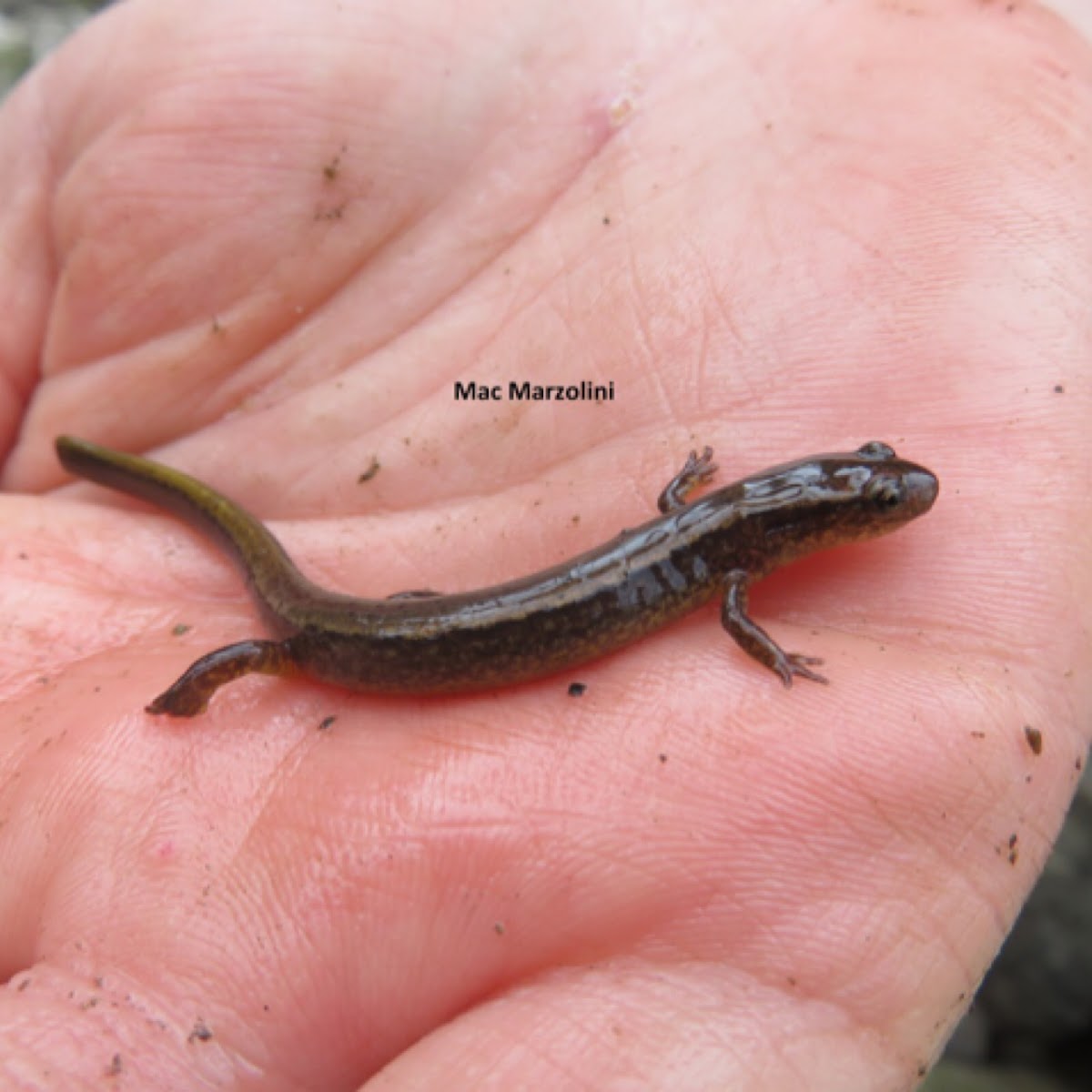 Northern Two Lined Salamander