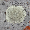 Bull's Eye Lichen