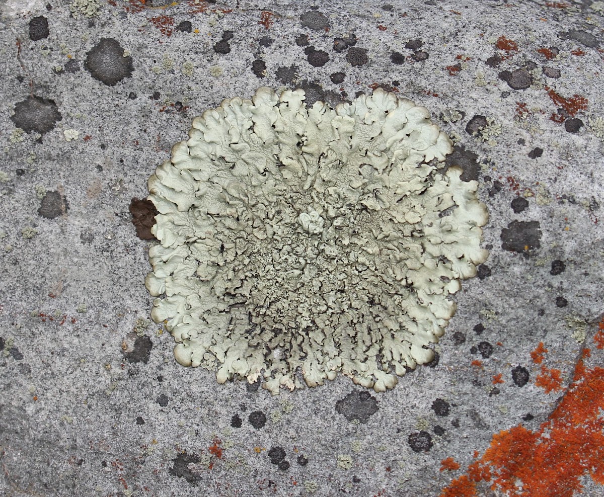 Bull's Eye Lichen