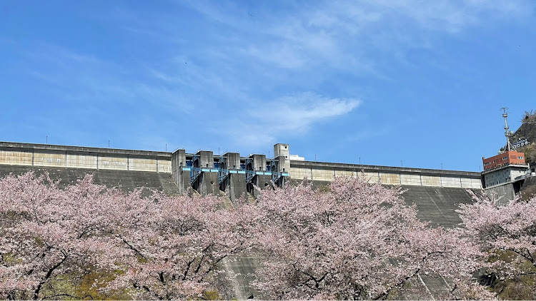フィットの満開の桜・草木ダム・ドライブ・春爛漫・桜とコラボに関するカスタム事例の投稿画像1枚目