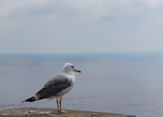 Guardando il mare! di Flavy