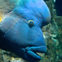 Humphead wrasse